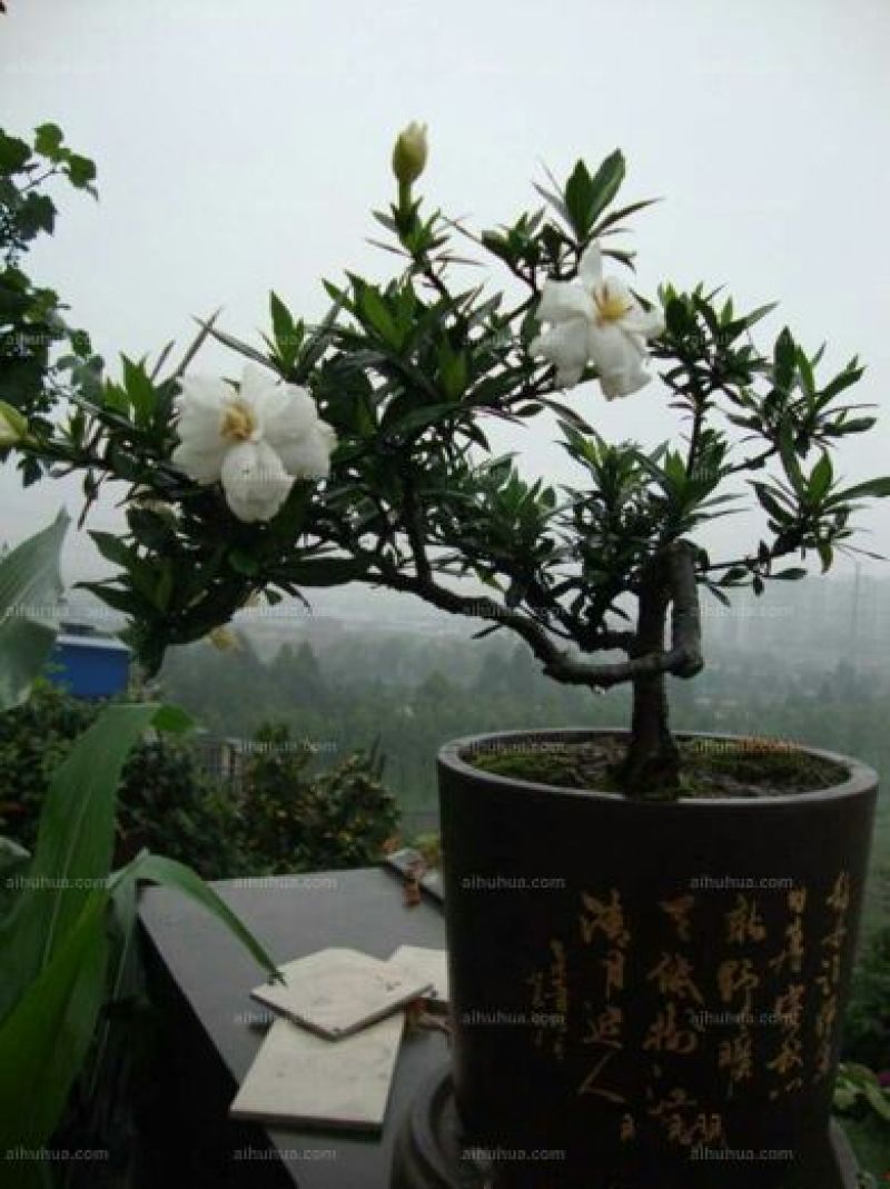 栀子花20公分以上高度
