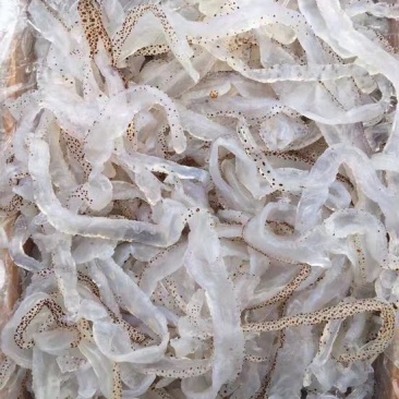海蜇食用鲜活