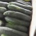 湖北黑皮冬瓜20斤以上麦茬地冬瓜
