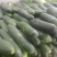 湖北黑皮冬瓜20斤以上麦茬地冬瓜