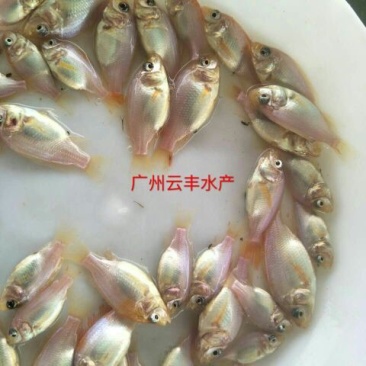 优质红罗非鱼苗彩虹鲷鱼苗