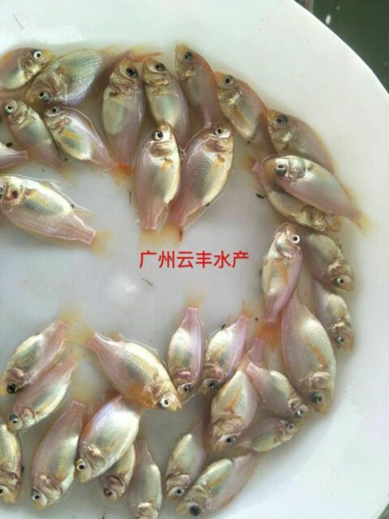 优质红罗非鱼苗彩虹鲷鱼苗