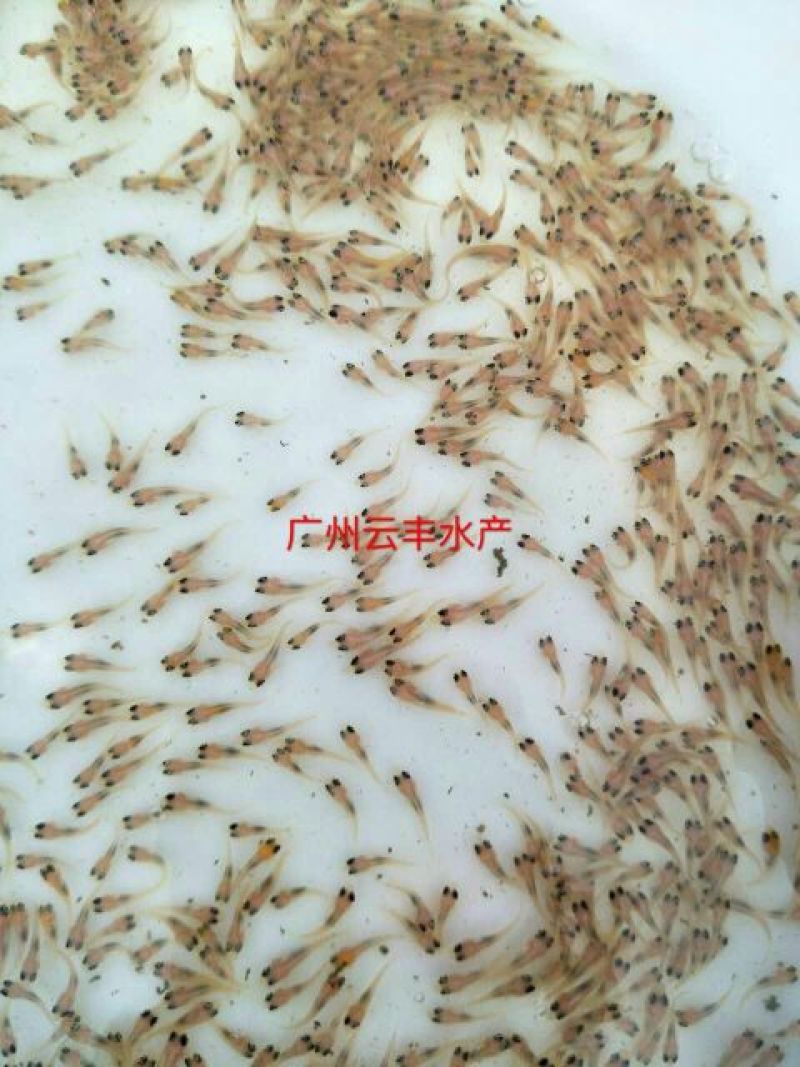 优质红罗非鱼苗彩虹鲷鱼苗