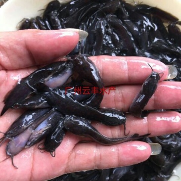 胡子鲶本地塘虱塘角鱼苗