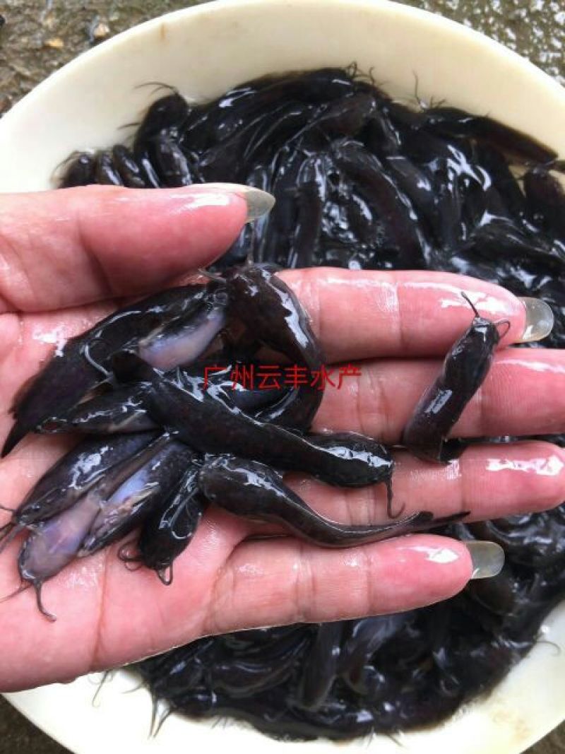 胡子鲶本地塘虱塘角鱼苗