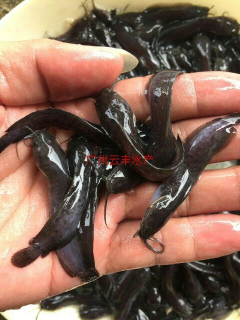 胡子鲶本地塘虱塘角鱼苗