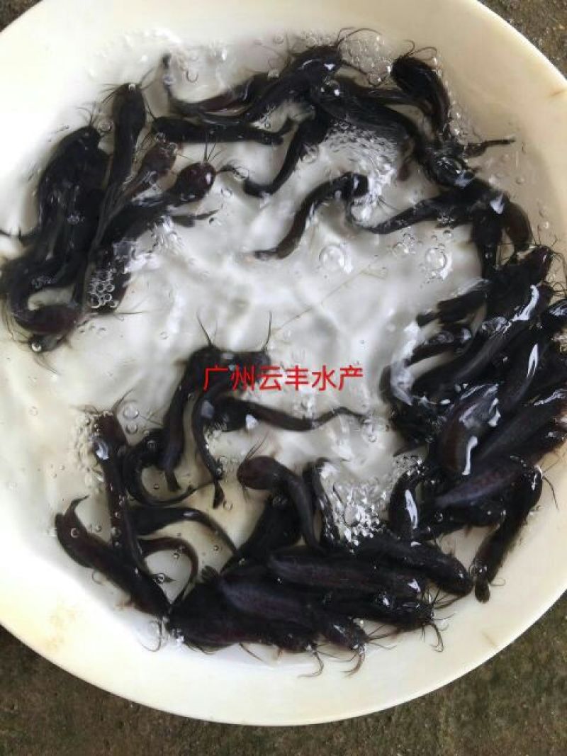 胡子鲶本地塘虱塘角鱼苗