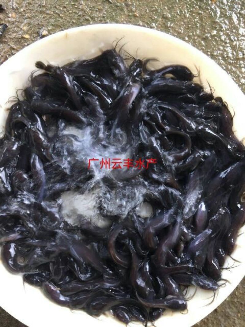 胡子鲶本地塘虱塘角鱼苗