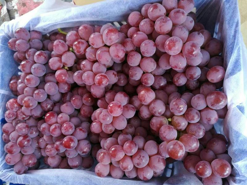 葡萄红提5%以下1~2斤葡萄🍇提子
