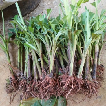 香蕉苗一级良种1~2年