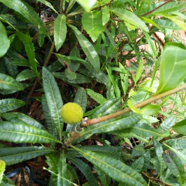 杨梅苗50~80cm