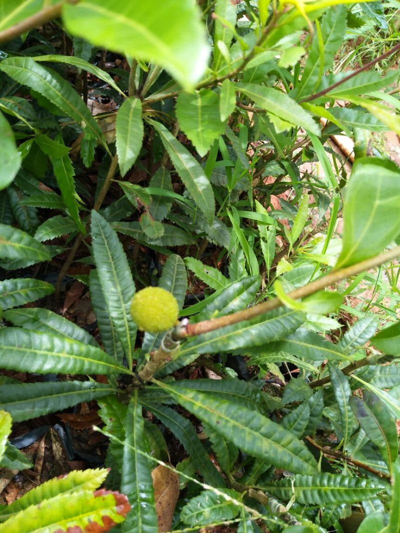 杨梅苗50~80cm