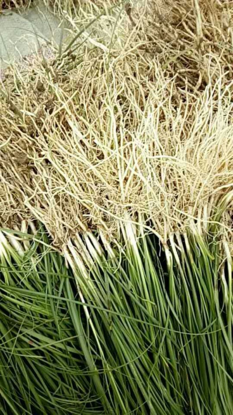 知母苗