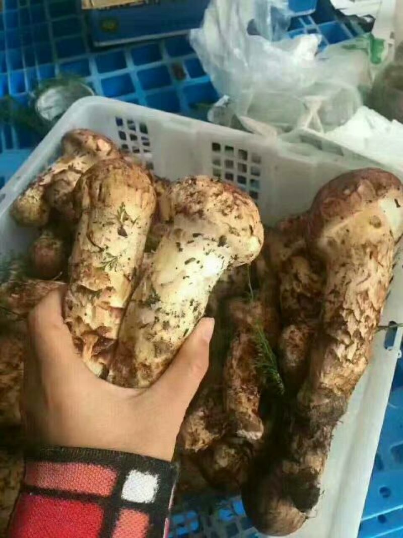 松茸特级8厘米以上