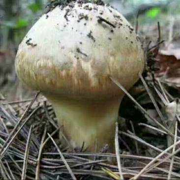 松茸特级8厘米以上