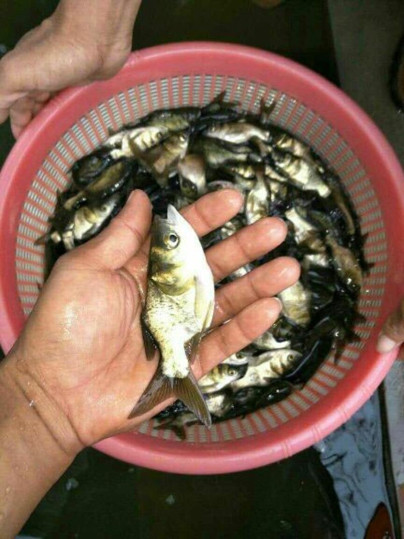 优质缩骨花鲢胖头大头鱼苗鱼苗缩骨锁骨仙骨鳙鱼苗活体淡水