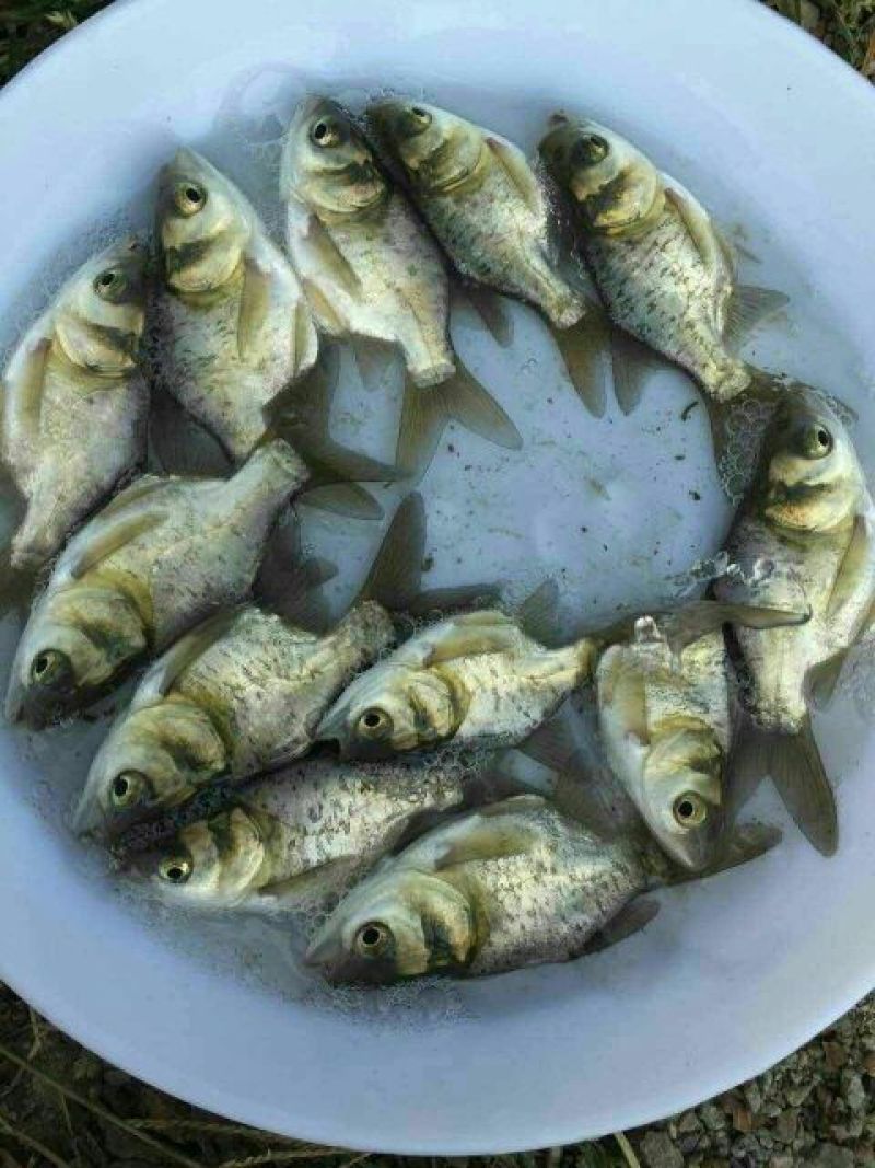 优质缩骨花鲢胖头大头鱼苗鱼苗缩骨锁骨仙骨鳙鱼苗活体淡水