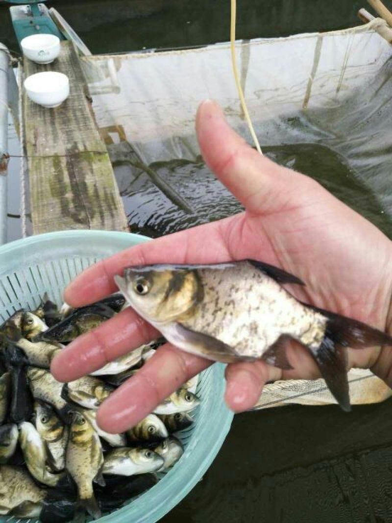 优质缩骨花鲢胖头大头鱼苗鱼苗缩骨锁骨仙骨鳙鱼苗活体淡水