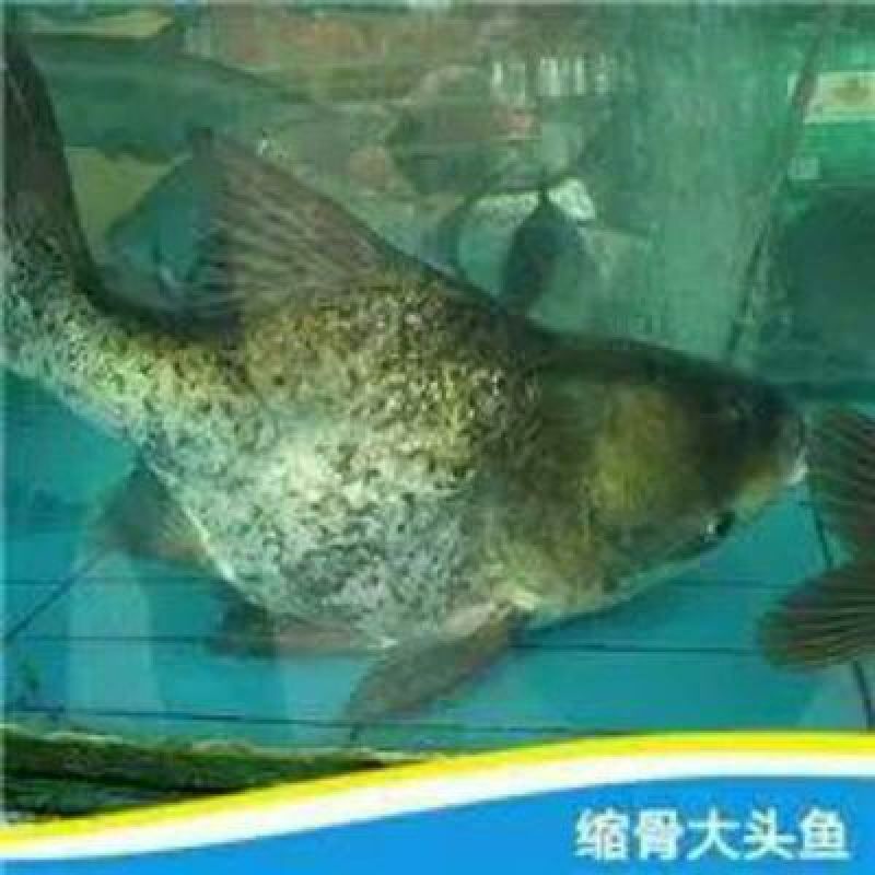 优质缩骨花鲢胖头大头鱼苗鱼苗缩骨锁骨仙骨鳙鱼苗活体淡水