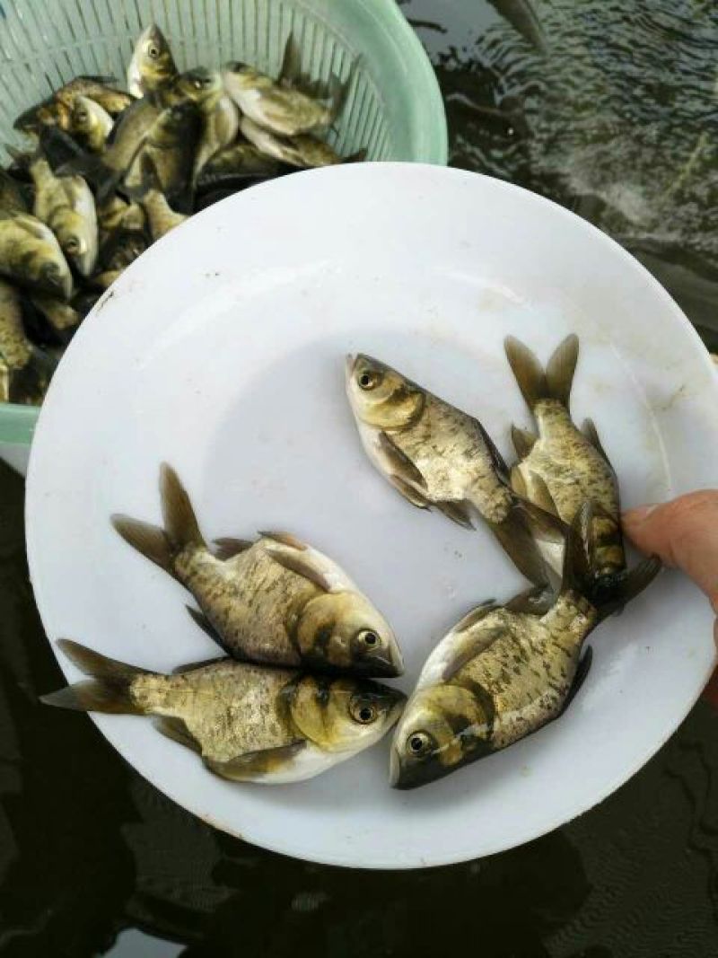 优质缩骨花鲢胖头大头鱼苗鱼苗缩骨锁骨仙骨鳙鱼苗活体淡水