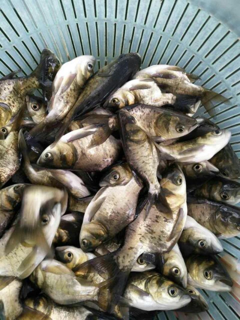 优质缩骨花鲢胖头大头鱼苗鱼苗缩骨锁骨仙骨鳙鱼苗活体淡水