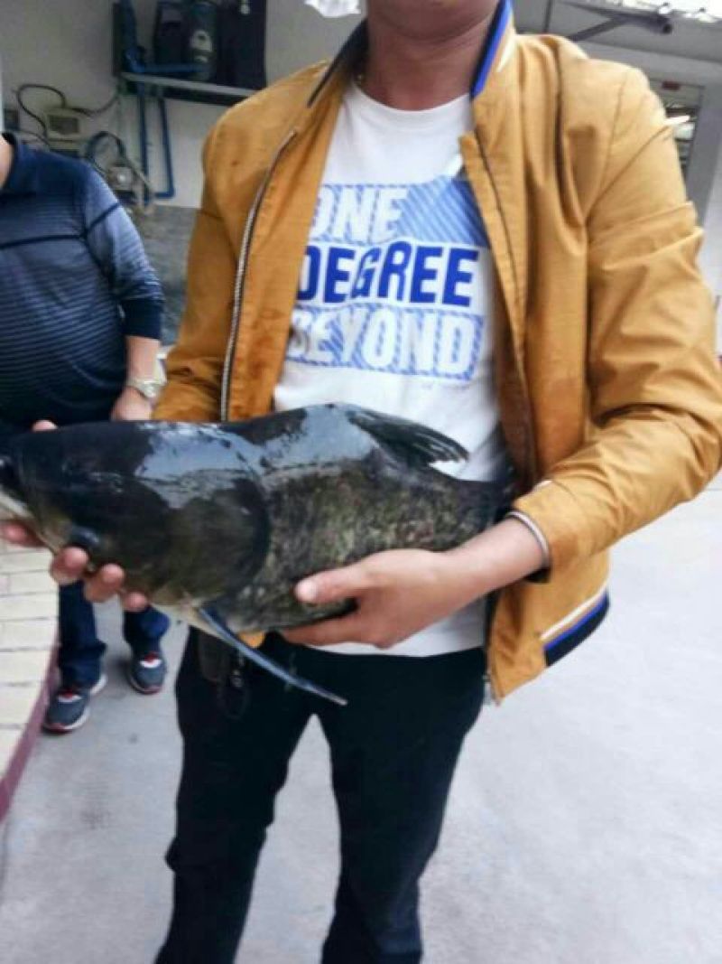 优质缩骨花鲢胖头大头鱼苗鱼苗缩骨锁骨仙骨鳙鱼苗活体淡水