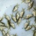 优质缩骨花鲢胖头大头鱼苗鱼苗缩骨锁骨仙骨鳙鱼苗活体淡水