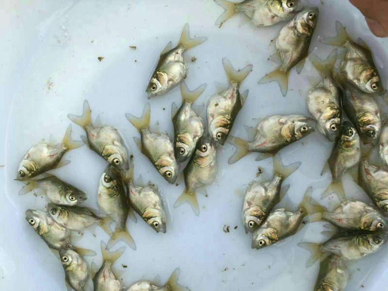 优质缩骨花鲢胖头大头鱼苗鱼苗缩骨锁骨仙骨鳙鱼苗活体淡水