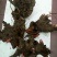 白芍种苗