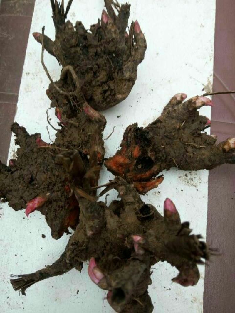 白芍种苗