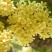 地栽大型四季桂花树苗庭院浓香花卉常青植物盆景金桂丹桂室内
