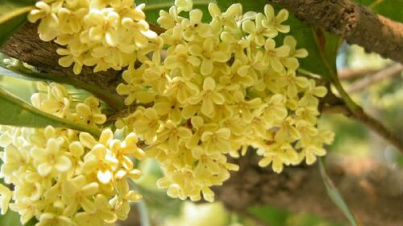 地栽大型四季桂花树苗庭院浓香花卉常青植物盆景金桂丹桂室内