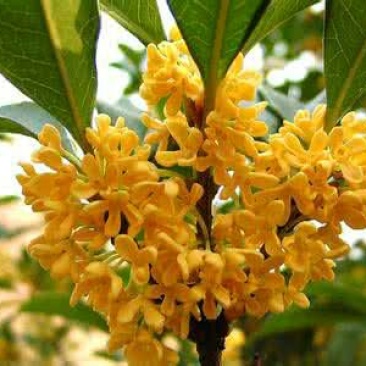 地栽大型四季桂花树苗庭院浓香花卉常青植物盆景金桂丹桂室内