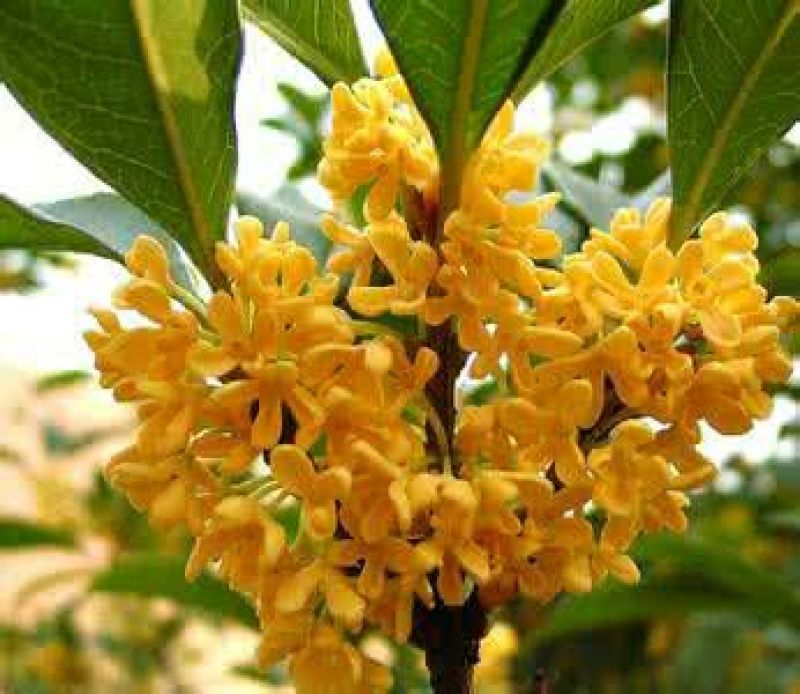 地栽大型四季桂花树苗庭院浓香花卉常青植物盆景金桂丹桂室内