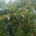 地栽大型四季桂花树苗庭院浓香花卉常青植物盆景金桂丹桂室内