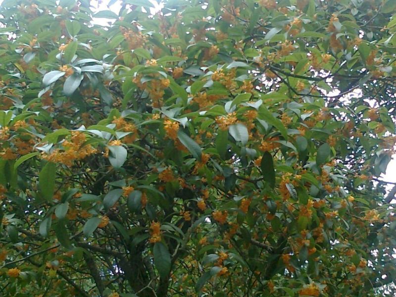 地栽大型四季桂花树苗庭院浓香花卉常青植物盆景金桂丹桂室内