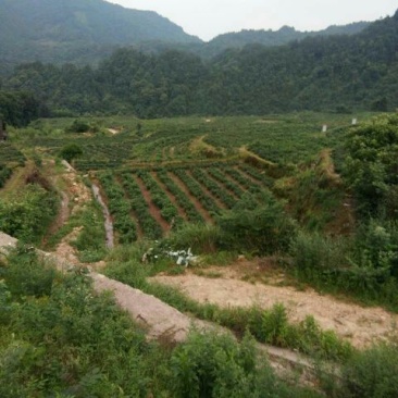 藤茶一级