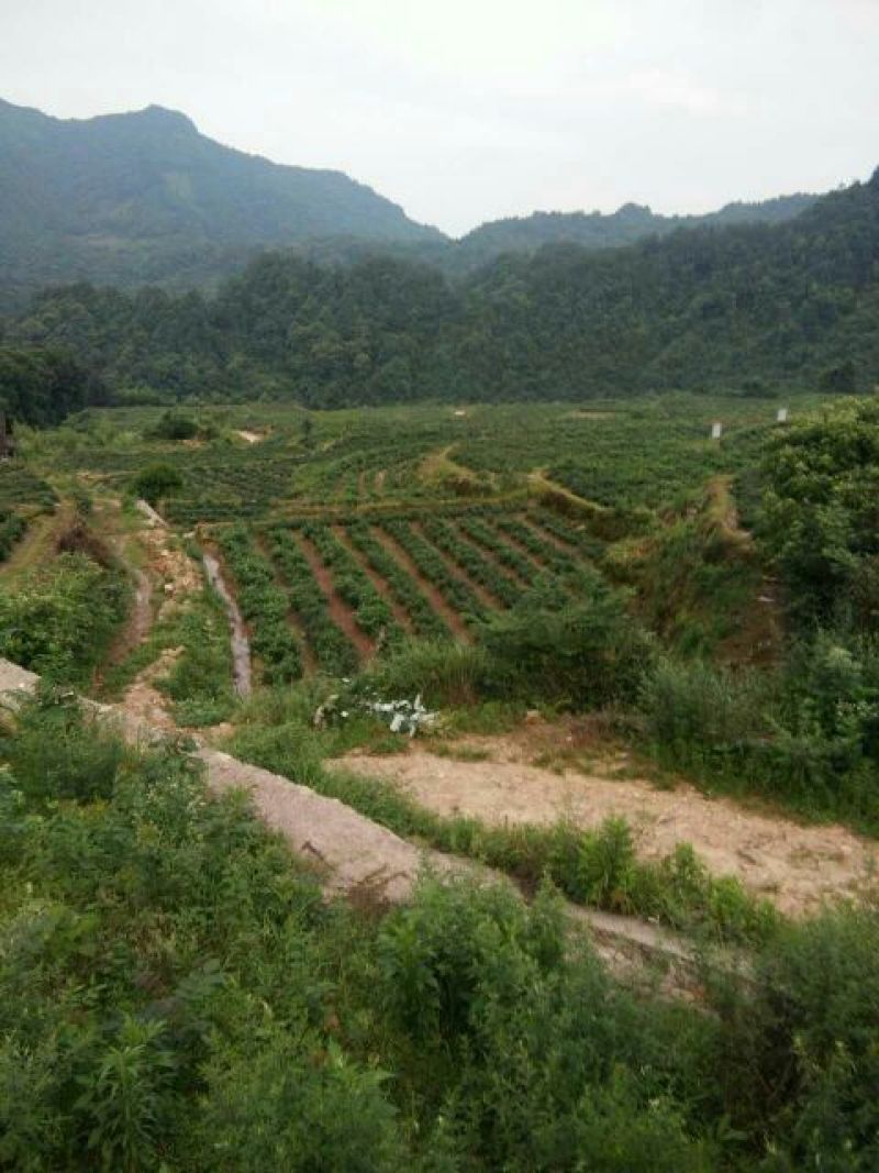 藤茶一级