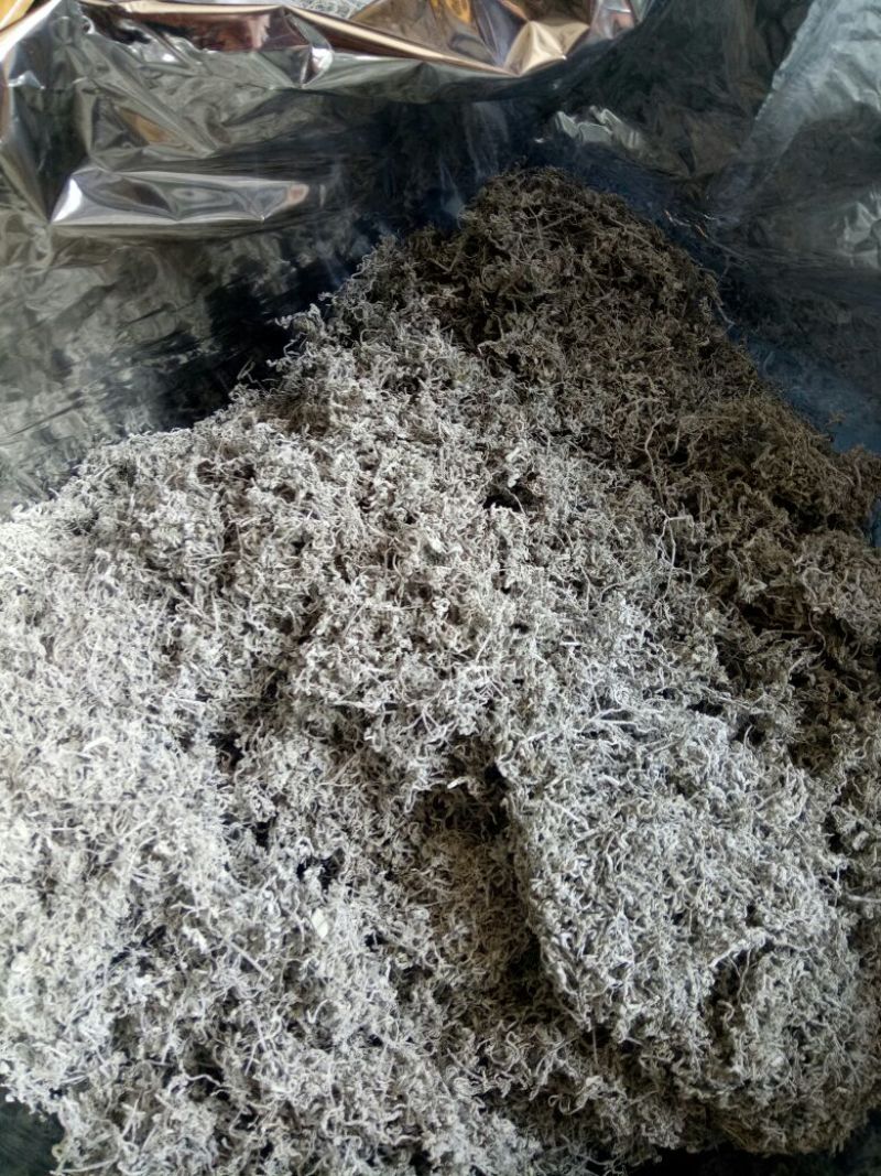 藤茶一级