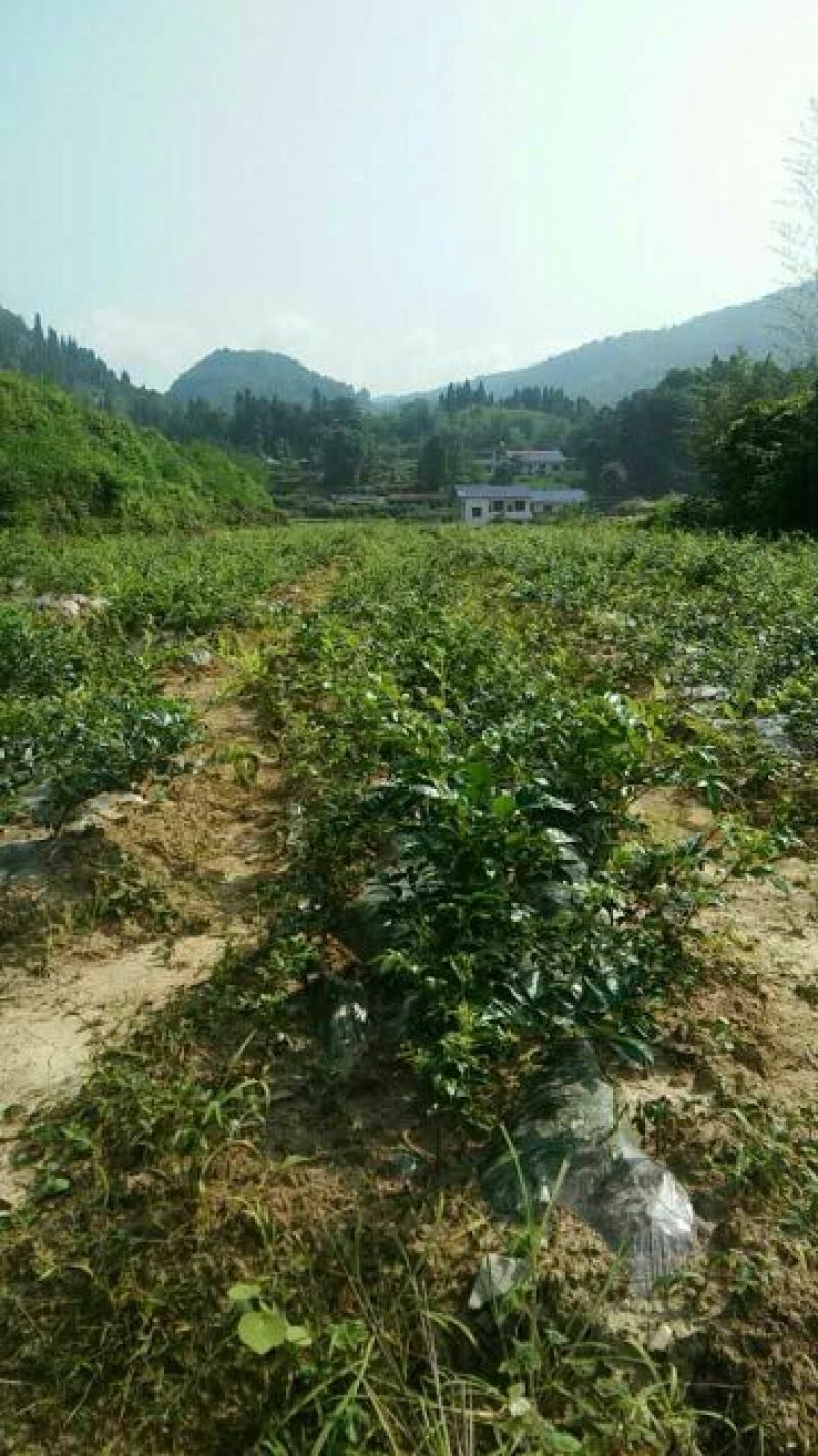 藤茶一级