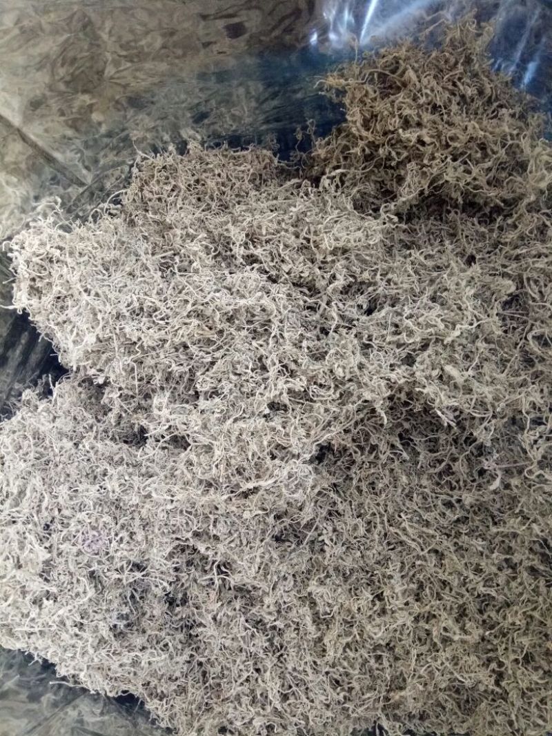 藤茶一级