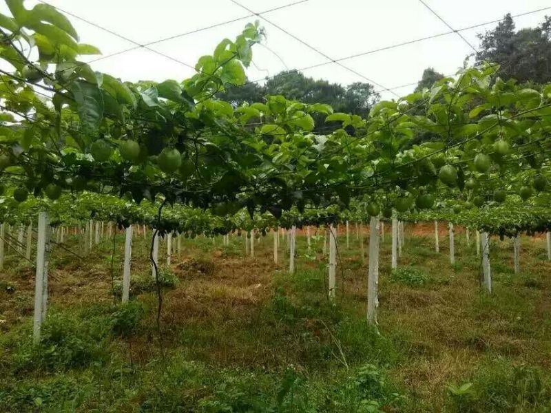 百香果100~120g紫果云南广西越南产地都支持直发