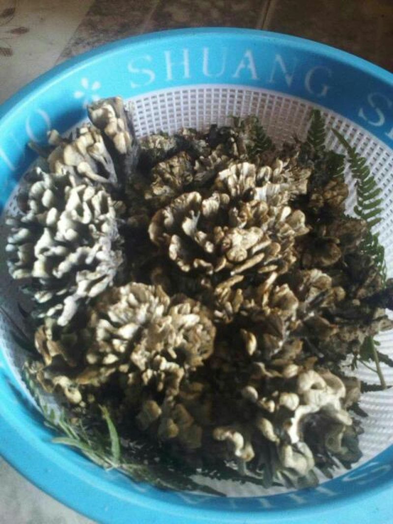 干巴菌特级