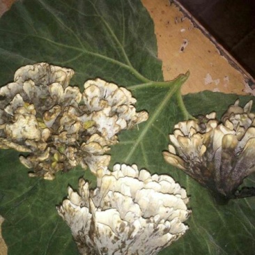 干巴菌特级