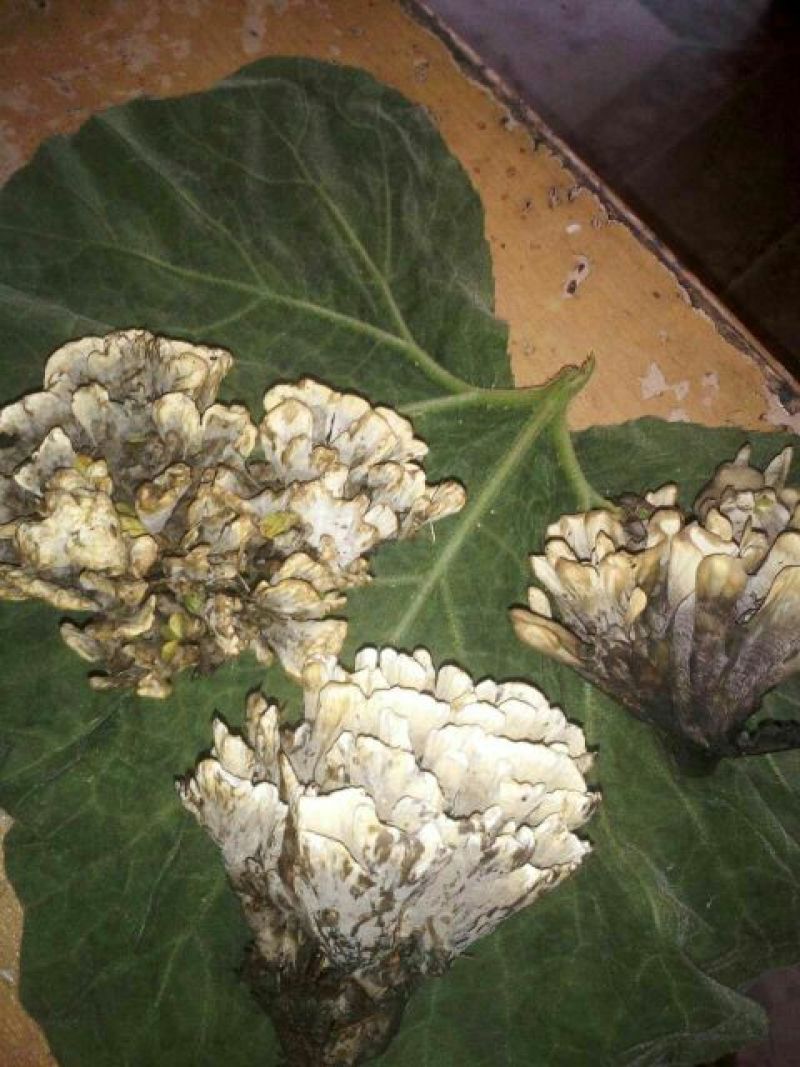 干巴菌特级