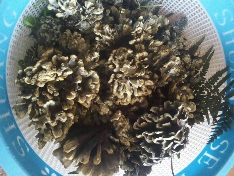 干巴菌特级
