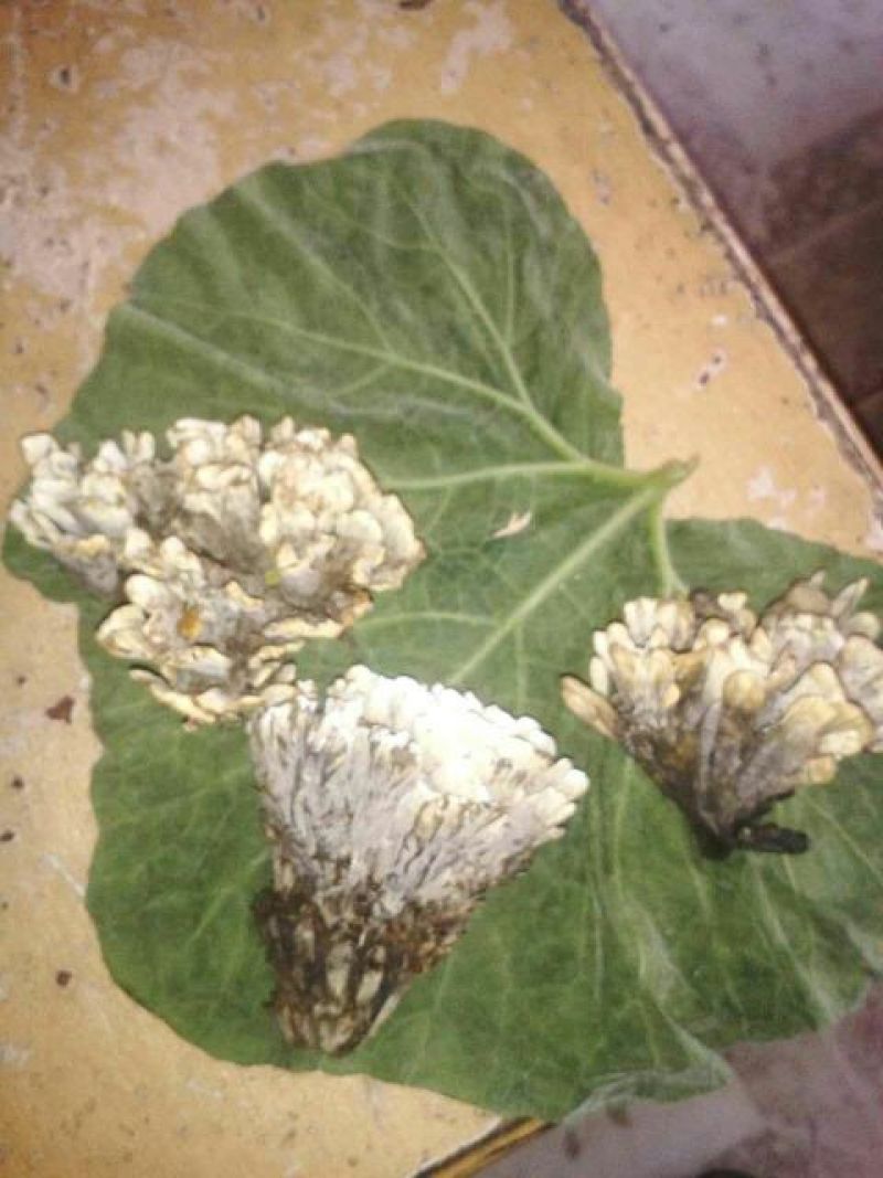 干巴菌特级