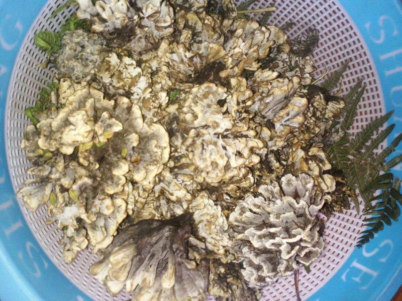 干巴菌特级