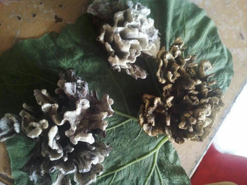 干巴菌特级