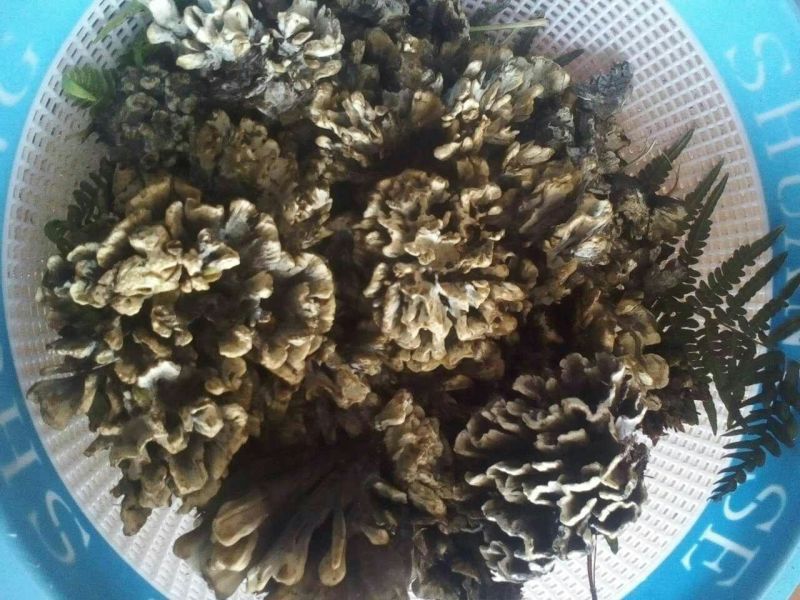 干巴菌特级